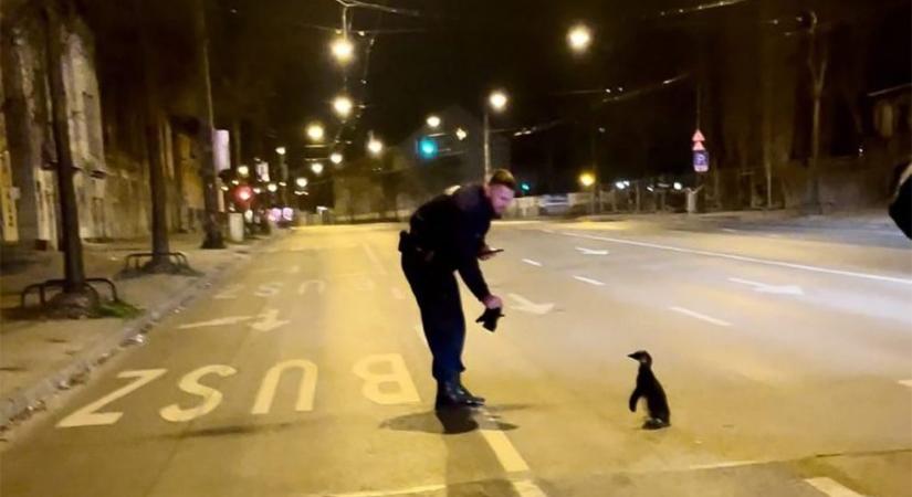 Egy éve ilyenkor: meglépett egy pingvin az állatkertből, a Dózsa György úton kapcsolták le a rendőrök