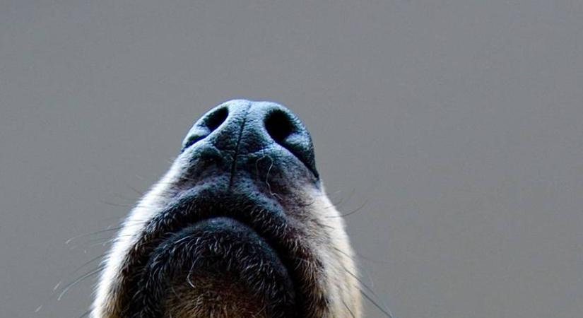 Felismered az állatokat az orruk alapján? Nem is olyan egyszerű, mint hinnéd