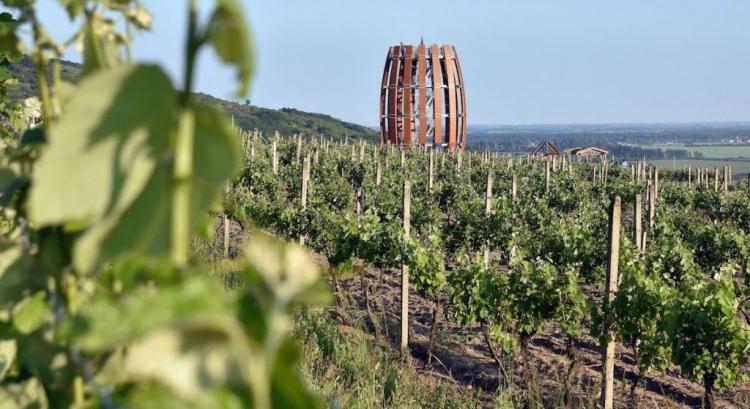 Tokajban új borfajtákat nemesítettek. Bővül az exkluzív szlovákiai borkínálat