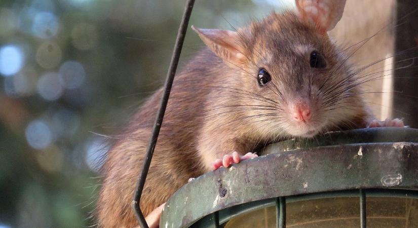 Szomorúan búcsúznak a fővárosi patkányirtók és bogármérnökök