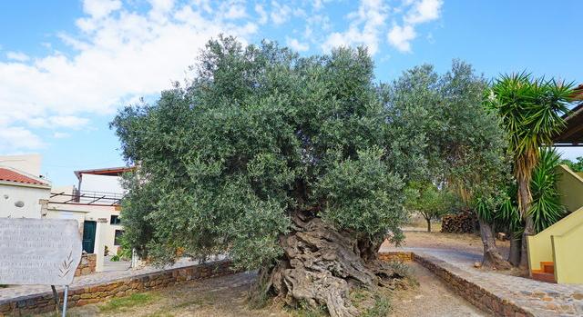 Még mindig ad gyümölcsöt egy 3000 éves fa Kréta szigetén