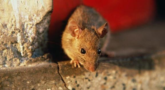 70 százalékkal csökkent a „patkányfertőzés" a fővárosban