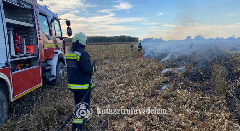Kukoricatáblát veszélyeztetett a tűz Siklós közelében