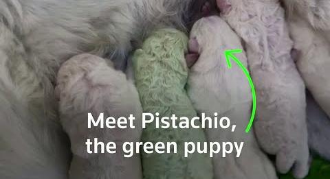 Bréking: zöld szőrű kutya született Szardínián