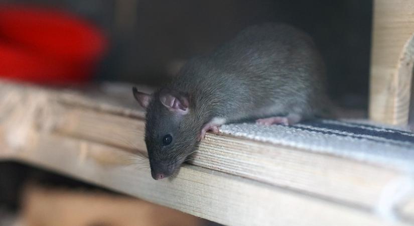 A patkányfertőzések 70 százalékkal csökkentek Budapesten