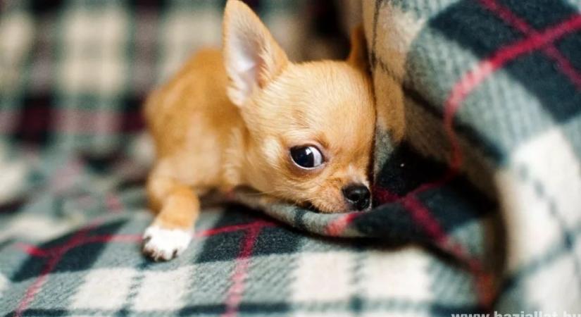 Csivava: minden, amit tudnod kell a legkisebb termetű kutyáról