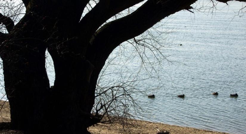 Vízparti fákat rongáltak meg Dunakeszin