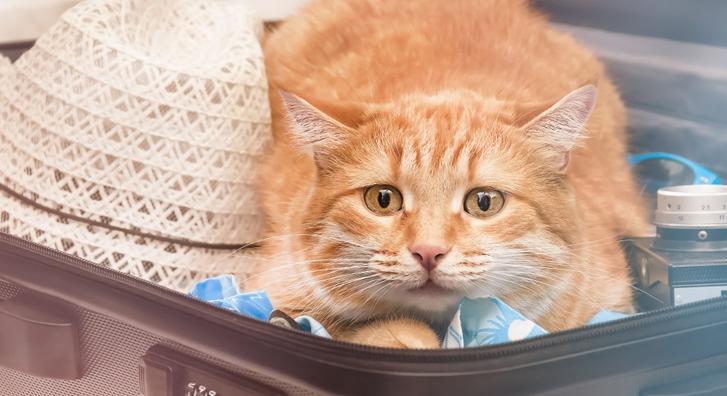 Élő macskát akartak feladni egy poggyászban az amerikai repülőtéren