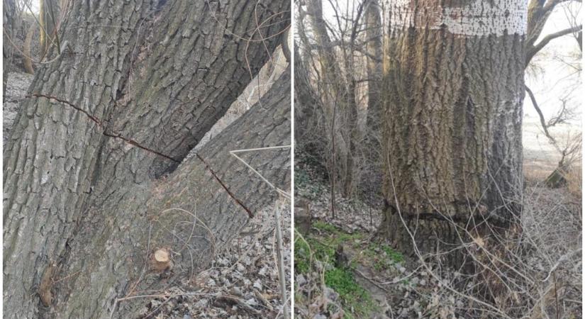 Valaki barbár módon megcsonkított több fát Dunakeszin
