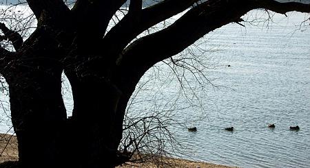 Elképesztő rongálás: vandálok szabdalták szét a vízparti fák törzsét Dunakeszin