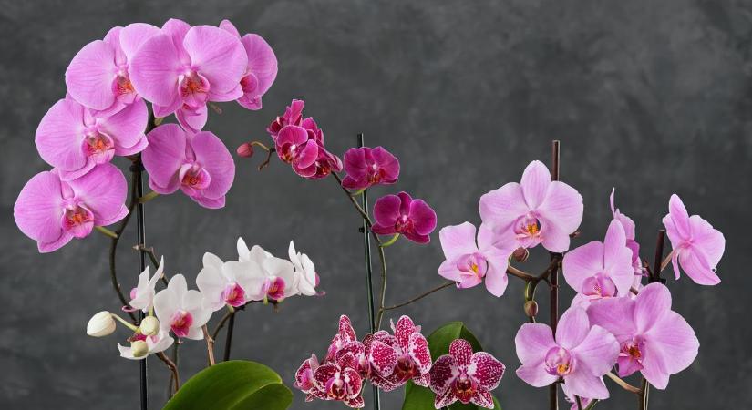 Csodálatosan virágzó orchideákat szeretnél? Próbáld ki ezt a módszert, a végeredmény elképesztő lesz
