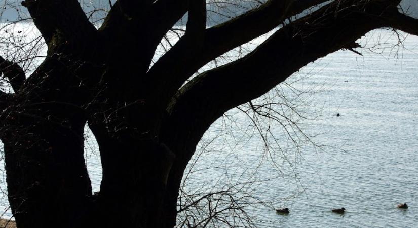 Vandálok rongálták meg a vízparti fákat Dunakesziben, több tízmilliós kárt okoztak