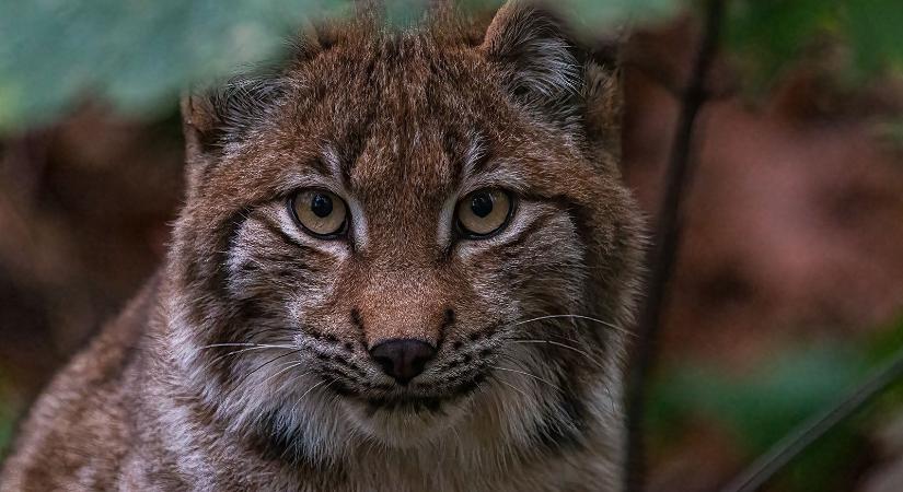 Több száz hiúz is áldozatául esik a svéd hatóságok állatírtásának