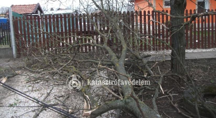Villanyvezetékre szakadt egy meghasadt fa a mezőhegyesi majorban