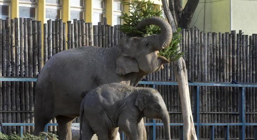 Így mentették meg Samut, a fővárosi állatkert kiselefántját - videó
