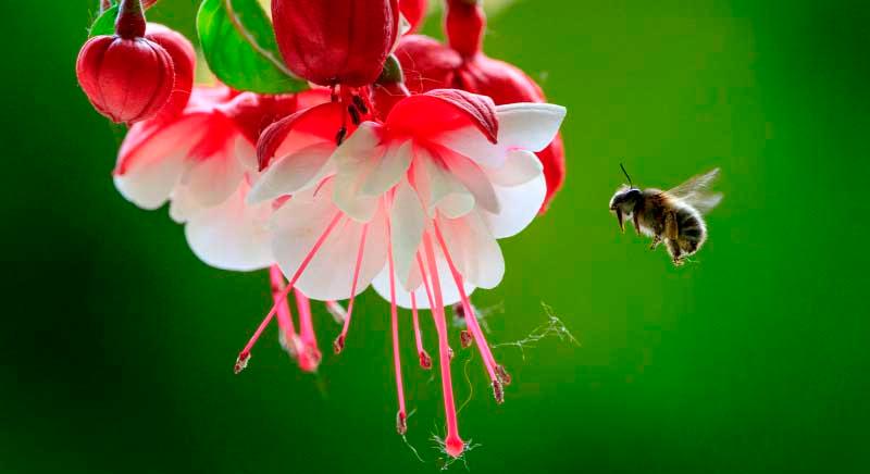 Meghökkentő felfedezés: a méhek a korai pilótákhoz hasonlóan navigálnak