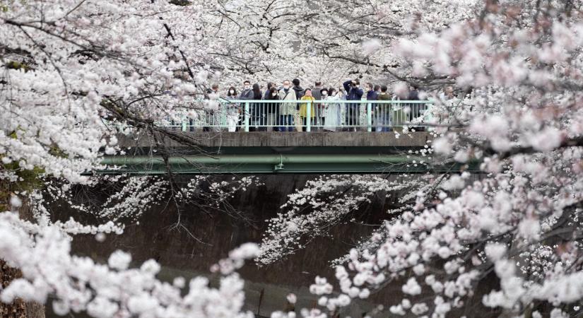 Soha nem kezdődött olyan korán a cseresznyefa-virágzás Tokióban, mint idén