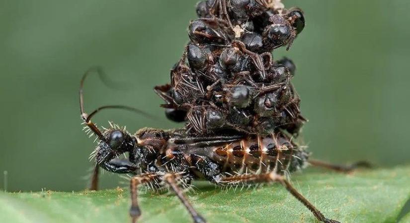 Hátborzongató kép a rovarvilág sorozatgyilkosáról