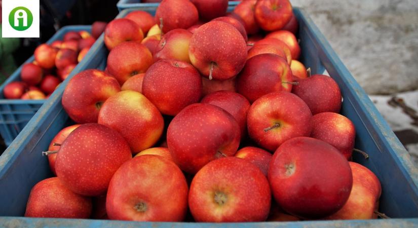 Új utakon a zöldség- és gyümölcsfeldolgozás: agrárlogisztikai központot adtak át Jánoshalmán