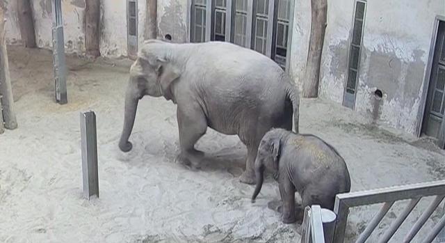 Sikerült megmenteni a budapesti állatkert legkisebb elefántjának, Samunak az életét