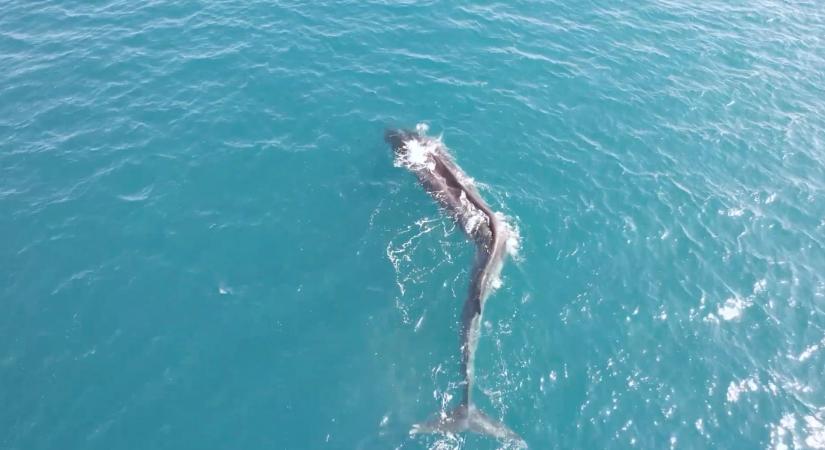 Egy ritka, gerincferdüléses bálnáról készültek felvételek