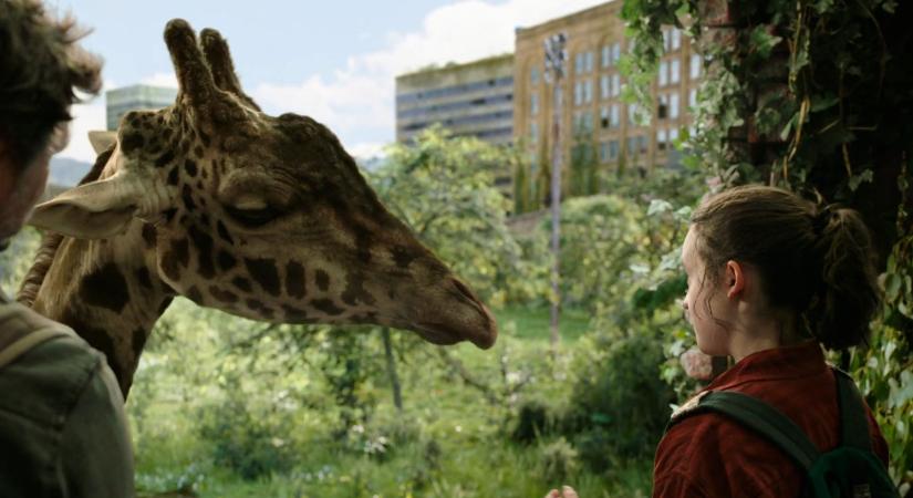 Ő Nabo, a The Last of Us legszebb jelenetének NEM CGI zsiráfja – de akkor mi nem stimmelt?
