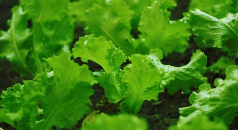 Egyre kevesebb fejes salátát termesztenek