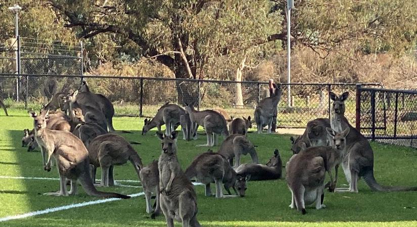 Videó: kenguruk táboroztak le az oldalvonal mellett egy ausztrál futballmeccsen
