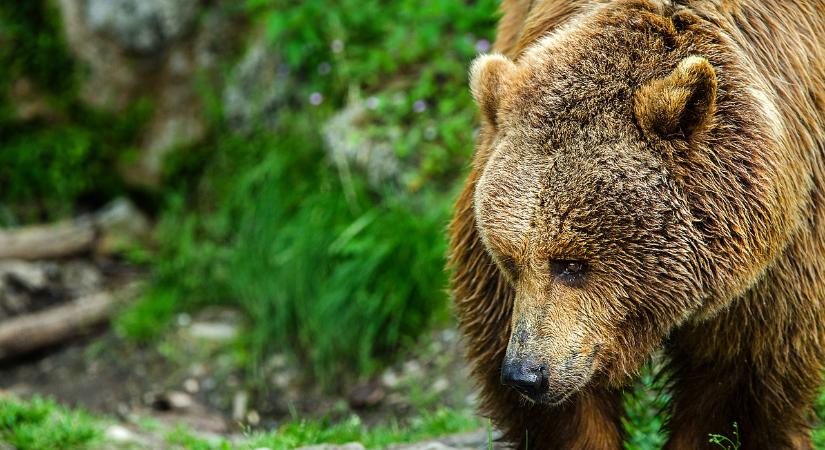 Barna medve kószál a Sajó mentén