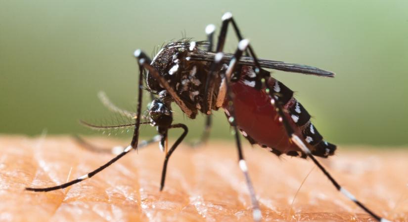A házikedvencre életveszélyes szúnyogra figyelmeztetnek