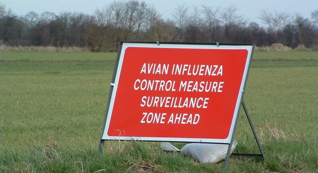 A rekordméretű madárinfluenza járvány vírusa eddig megkímélte az embereket, de vajon meddig?