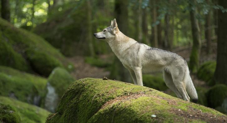 Hosszú utat tehetett meg a svájci farkas: már Budapest környékén kóborolhat?