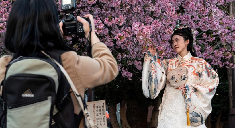 Rekordkorán kezdődött a cseresznyefa-virágzás Tokióban