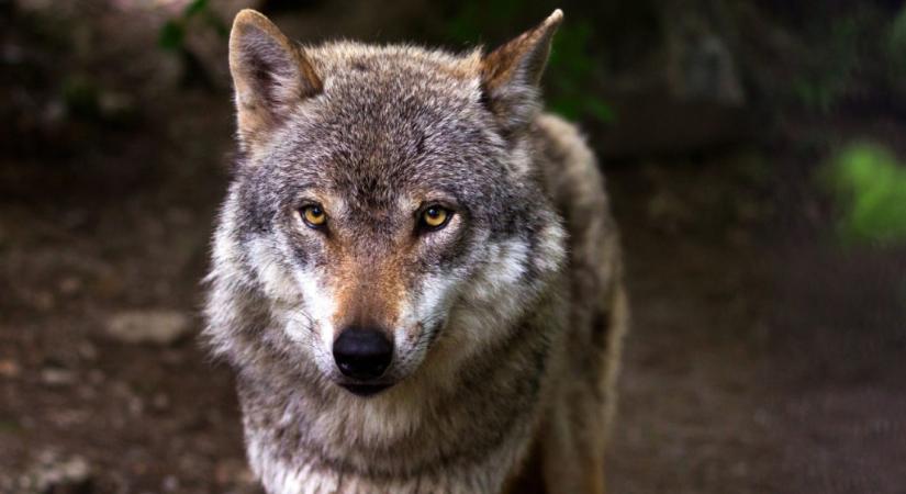 Svájcból jött farkas vándorol Buda környékén