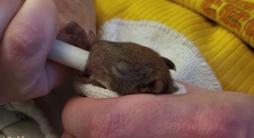 Kimaxolták a cukiságfaktort a miskolci mókus babák (videóval)