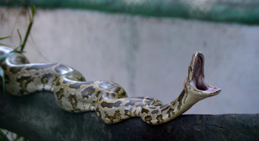 Közeli fotót akart készíteni a pitonról a férfi, a kígyó brutálisan arcon harapta