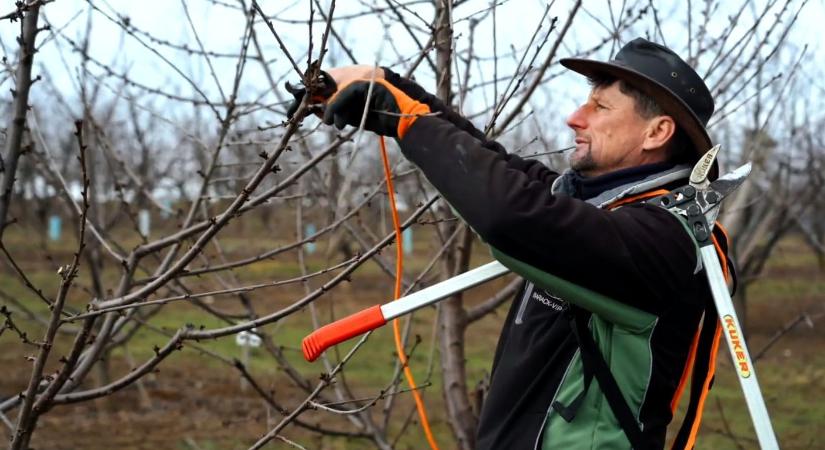 Cseresznye metszése – És egy csodaszép magyar szó