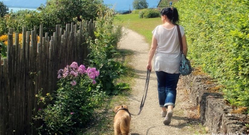 Mikortól lehet sétáltatni a kölyök kutyát?