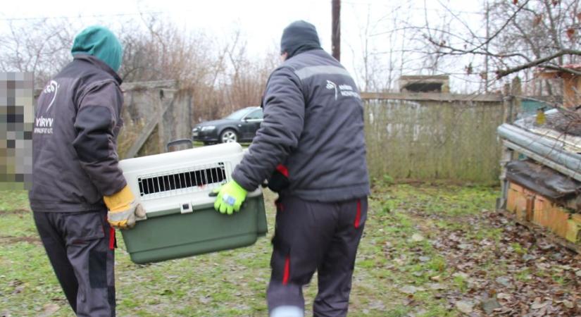 Örökre eltilthatják a kutyatartástól azt a férfit, aki halálos kutyaviadalokat szervezett idehaza