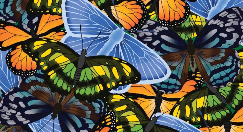 10 másodperced van, hogy megtaláld a hernyót a pillangók között