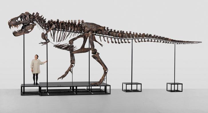 Először árvereznek el Európában egy teljes T-Rex csontvázat