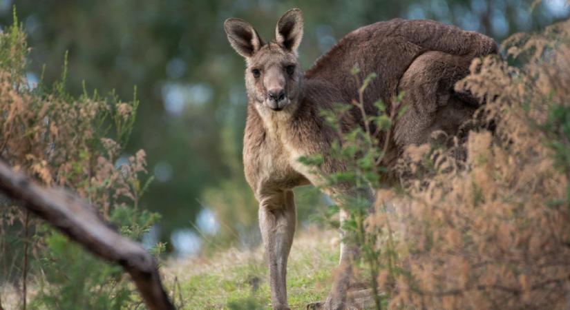 Rengeteg kenguru menekülhet meg a sportszergyártó cég döntése miatt