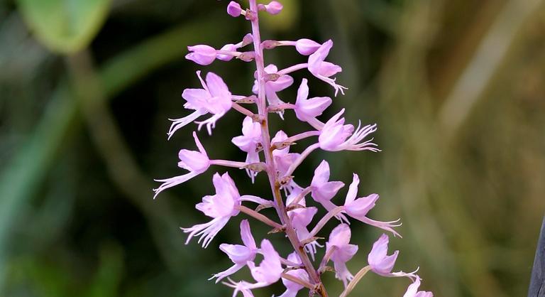 Új orchideafajra bukkantak Japánban