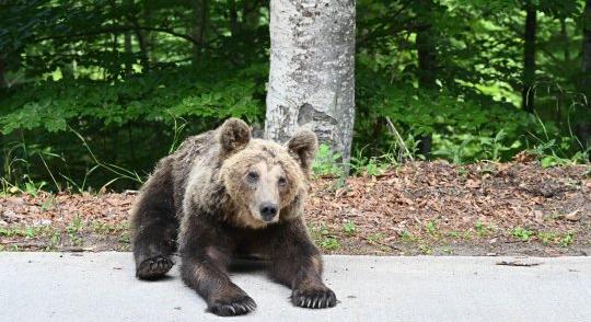 Beköltözött a Bükkbe egy hatalmas barnamedve