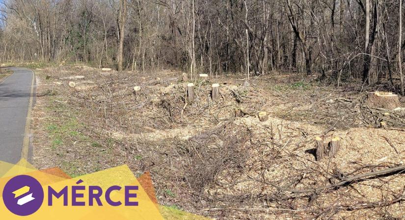 LMP: 500 méter hosszan vágott ki fákat Mészáros Lőrinc cége Gödön, hogy vizet vigyenek a Samsungnak