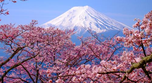 Tokióban a héten van a gyönyörű cseresznyevirágzás – videó