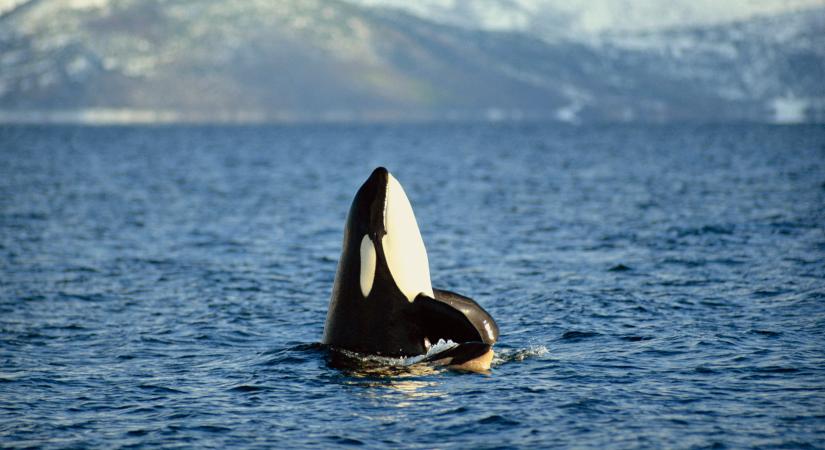 Elpusztult a "világ legmagányosabb bálnája": teljesen egyedül élt egy nagy medencében