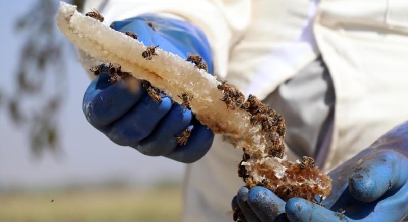 A siker édes íze: Afganisztán fiatal méhészeti ágazata beleragad a mézbőségbe