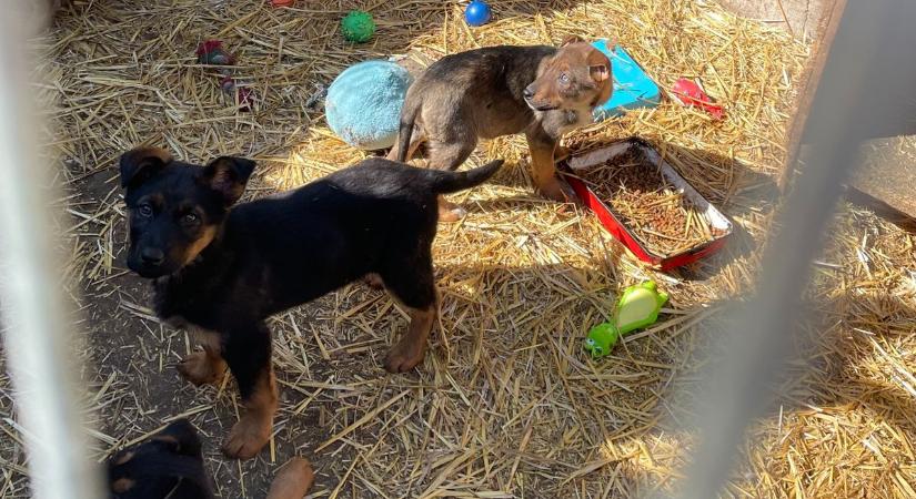 Aki örökbe fogad egy kutyát, az kettőn segít – örökbefogadási nap az ASKA Állatmenhelyen