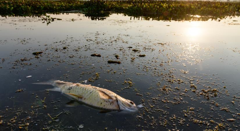 Elképesztő felvételek érkeztek egy ausztrál folyóról, ahol tömegesen pusztulnak a halak
